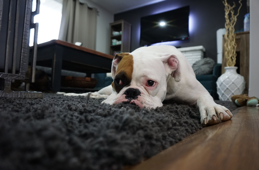 5 Alimentos prohibidos para perros