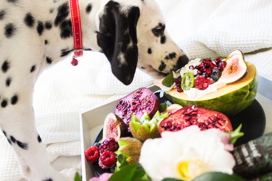 Dálmata con un alimento para perros